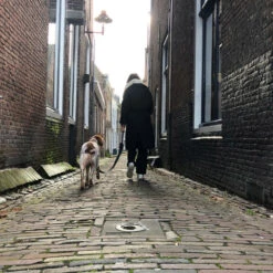 Trailstone Dog Leash 9 Trailstone Dog Leash -Beeztees Winkel 1005529 4