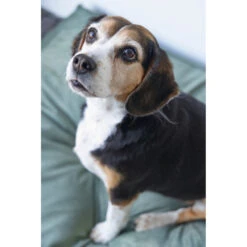 Designed By Lotte Ligkussen Fluweel Nalino Groen 9 Designed By Lotte Ligkussen Fluweel Nalino Groen -Beeztees Winkel 1017101 3