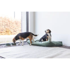 Designed By Lotte Ligkussen Fluweel Nalino Groen 11 Designed By Lotte Ligkussen Fluweel Nalino Groen -Beeztees Winkel 1017101 5