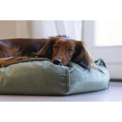 Designed By Lotte Ligkussen Nalino Hond Groen 13 Designed By Lotte Ligkussen Nalino Hond Groen -Beeztees Winkel 1031626 6