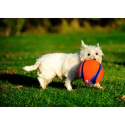 Chuckit! Chuckit Kick Fetch Small 8 Chuckit! Chuckit Kick Fetch Small -Beeztees Winkel 1033097 3