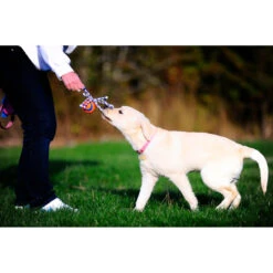 Chuckit! Chuckit Ultra Toss Medium 8 Chuckit! Chuckit Ultra Toss Medium -Beeztees Winkel 1033117 3