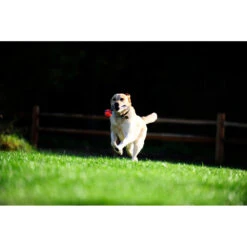 Chuckit! Chuckit Ultra Tug Large -Beeztees Winkel 1033119 4