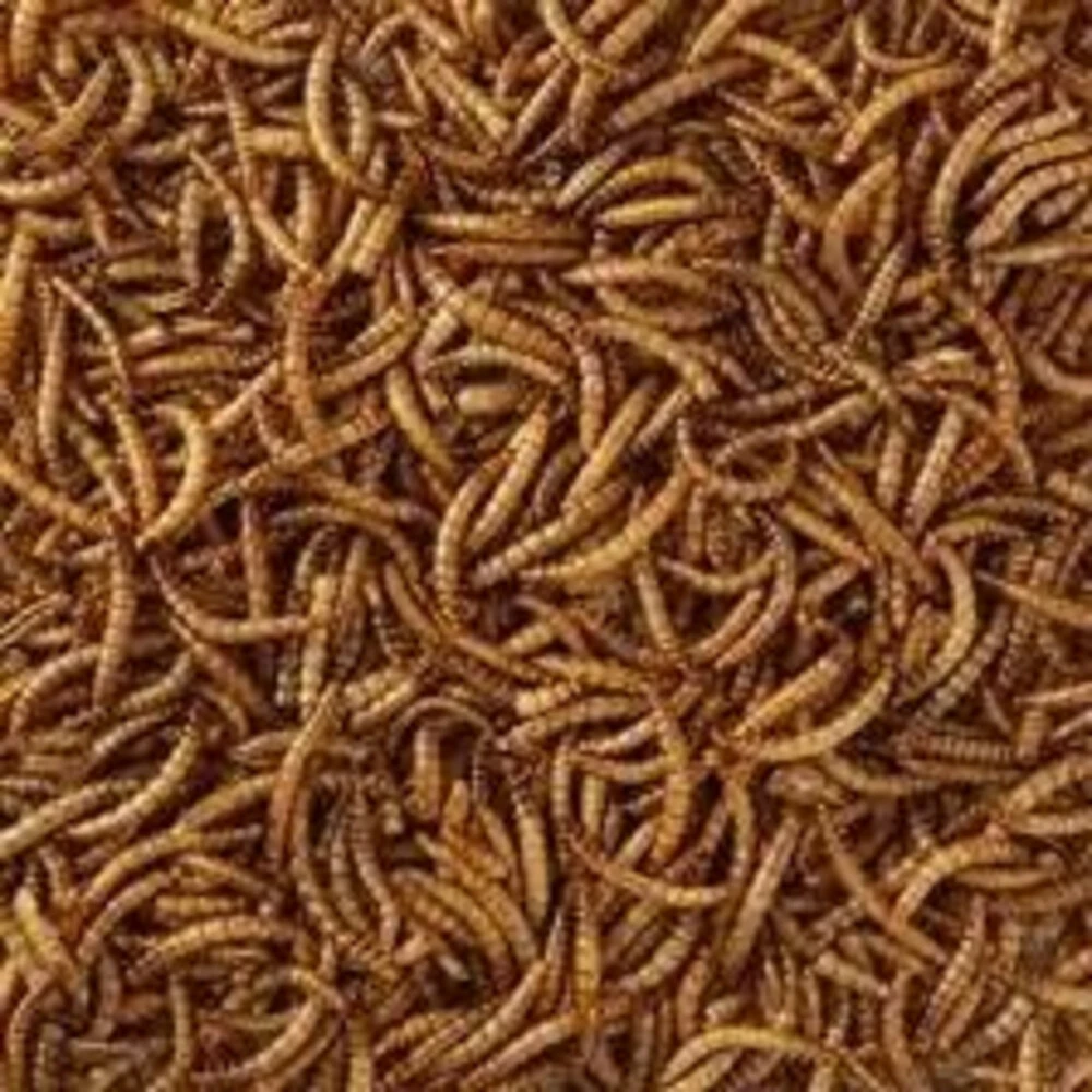 Hobby First Meelwormen 4 Hobby First Meelwormen - Afbeelding 2