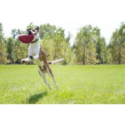 Kong Flyer Frisbee Rood -Beeztees Winkel 703705 4