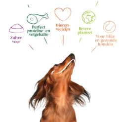 12x Yarrah Bio Hondenvoer Chunks Kip -Beeztees Winkel 993174 4