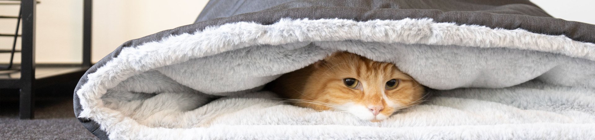 Beeztees Winkel -Beeztees Winkel