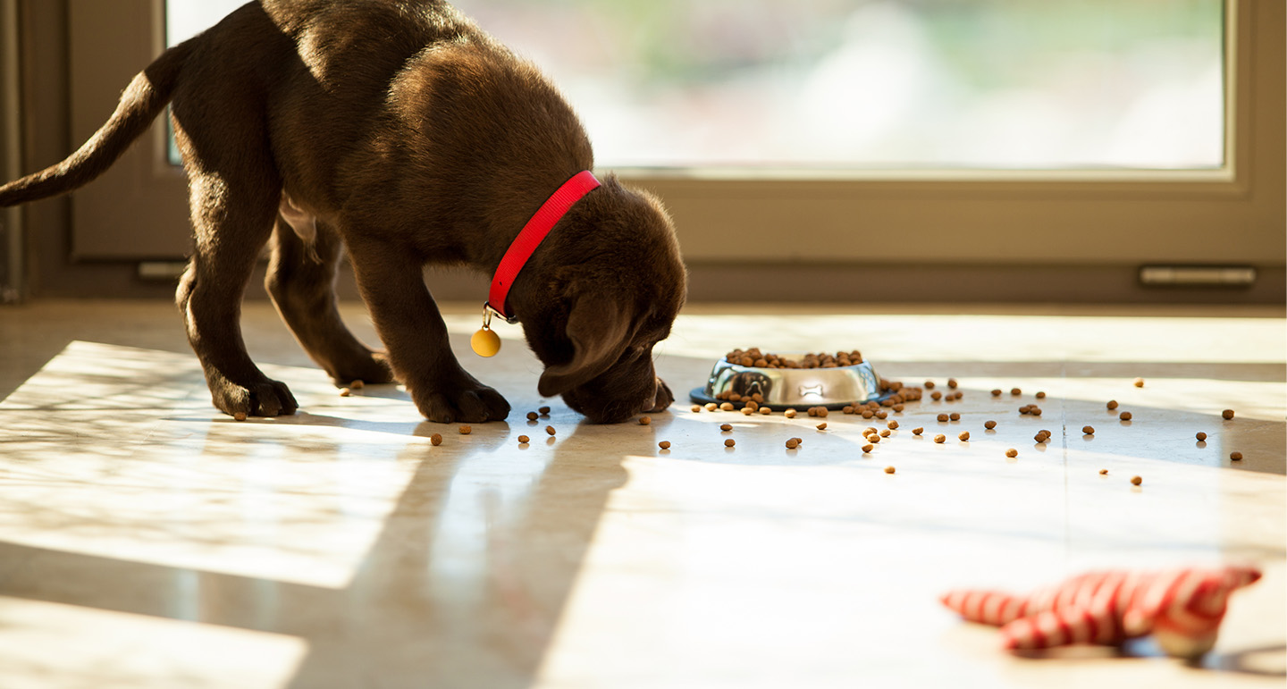 Beeztees Winkel -Beeztees Winkel puppy eten